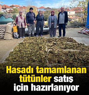 Hasadı tamamlanan tütünler satış için hazırlanıyor