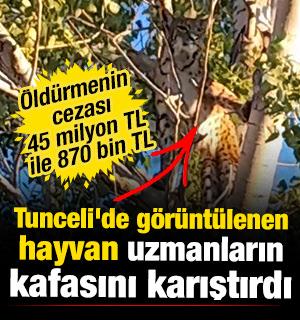 Tunceli'de görüntülenen hayvan uzmanların kafasını karıştırdı 