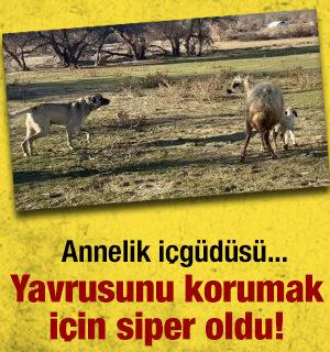 Anne koyun, yavrusunu korumak için köpeğe kafa tuttu