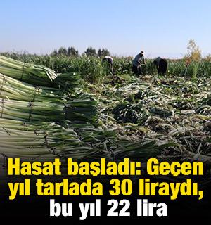 Hasat başladı: Ge&ccedil;en yıl tarlada 30 liraydı, bu yıl 22 lira