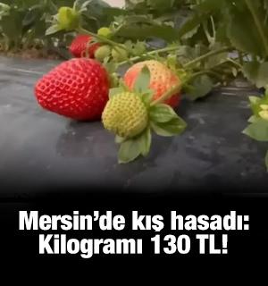Mersin'de &ccedil;ilekte kış hasadı: Bah&ccedil;ede kilogramı 130 TL