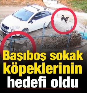 Sokaklarda g&uuml;venlik sorunu b&uuml;y&uuml;yor! Karacayı par&ccedil;aladılar