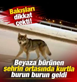 Beyaza b&uuml;r&uuml;nen şehrin ortasında kurtla burun burun geldi