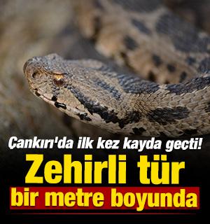 &Ccedil;ankırı'da ilk kez kayda ge&ccedil;ti! Zehirli t&uuml;r bir metre boyunda 