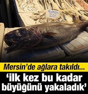 D&uuml;men balığı Mersin'de ağlara takıldı: İlk kez bu kadar b&uuml;y&uuml;ğ&uuml;n&uuml; yakaladık