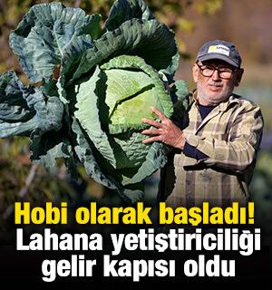Hobi olarak başladı! Lahana yetiştiriciliği gelir kapısı oldu