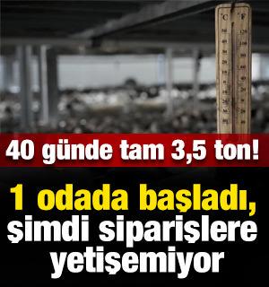 1 odada başladı! 40 g&uuml;nde 3.5 ton hasat ediyor