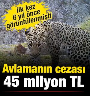 İlk kez 2019 yılında g&ouml;r&uuml;nt&uuml;lenmişti: Avlamanın cezası 45 milyon TL