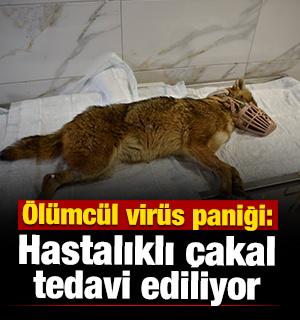 Samsun'da &ouml;l&uuml;mc&uuml;l vir&uuml;s paniği: Hastalıklı &ccedil;akal tedavi ediliyor