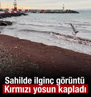 Tekirdağ'da sahilde kırmızı yosun birikti