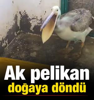 Ak pelikan doğaya d&ouml;nd&uuml;