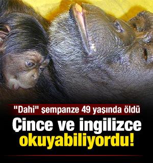 &Ccedil;ince ve İngilizce okuyabiliyordu..."Dahi" şempanze 49 yaşında &ouml;ld&uuml;