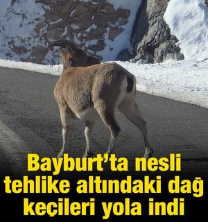 Bayburt&rsquo;ta nesli tehlike altındaki dağ ke&ccedil;ileri yola indi