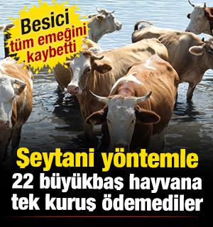 Eskişehir'de 22 b&uuml;y&uuml;kbaş hayvanını satan besici dolandırıldı