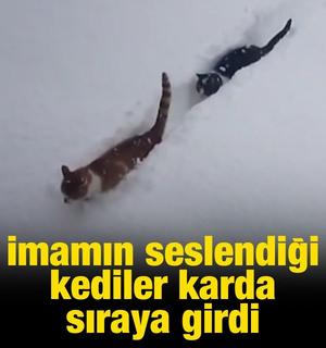 İmamın seslendiği kedilerin karda sıralı şekilde y&uuml;r&uuml;mesi g&ouml;r&uuml;nt&uuml;lendi