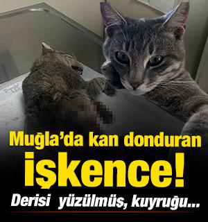 Muğla'da kan donduran hadise: Derisi y&uuml;z&uuml;lm&uuml;ş, kuyruğu kesilmiş halde &ouml;l&uuml; bulundu!