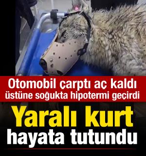 Yaralı kurt tedavi altına alındı