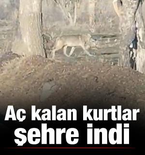 A&ccedil; kalan kurtlar yerleşim merkezine indi