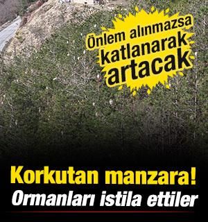 Samsun'da korkutan manzara! Ormanları istila ettiler... 