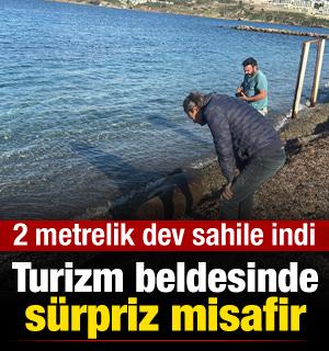 Bodrum sahilinde s&uuml;rpriz misafir