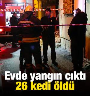 Evde yangın &ccedil;ıktı, 26 kedi &ouml;ld&uuml;