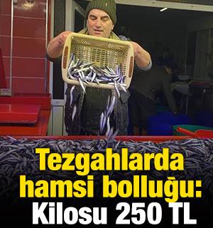Tezgahlarda hamsi bolluğu: Kilosu 250 TL