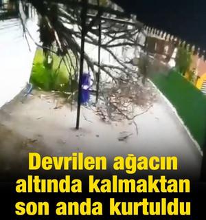 Devrilen ağacın altında kalmaktan son anda kurtuldu