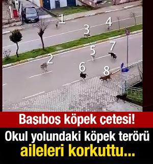 Okul yolunda k&ouml;pek ter&ouml;r&uuml;! Aileler "Saldırırlarsa sorumlusu kim olacak?" diye  sordu