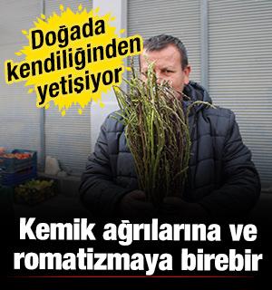 Doğada kendiliğinden yetişiyor! Kilogramı 150 TL 