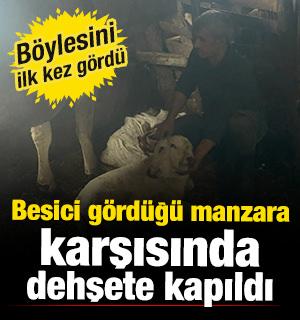 Erzurum'da &ccedil;ift başlı buzağı d&uuml;nyaya geldi