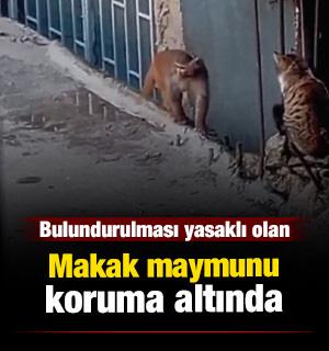 Kadık&ouml;y'de iş yerinden ka&ccedil;ıp &ccedil;atılarda dolaşan makak maymunu koruma altına alındı