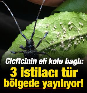 &Uuml;&ccedil;l&uuml; istilacı t&uuml;r, &ccedil;ift&ccedil;inin k&acirc;busu oldu! Doğu Karadeniz&rsquo;de yayılıyor 