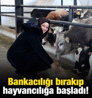 Bankacılığı bırakıp hayvancılığa başladı!