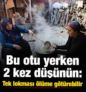 Bu otu yerken 2 kez d&uuml;ş&uuml;n&uuml;n: Tek lokması &ouml;l&uuml;me g&ouml;t&uuml;rebilir
