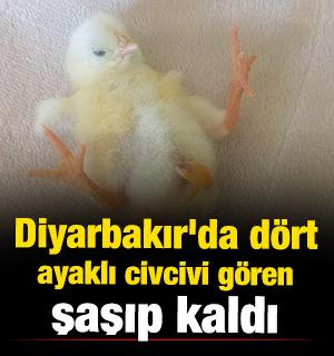 Diyarbakır'da d&ouml;rt ayaklı civcivi g&ouml;ren şaşıp kaldı 