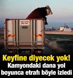 Kamyondaki dananın keyifli yolculuğu g&ouml;renleri şaşkına &ccedil;evirdi!