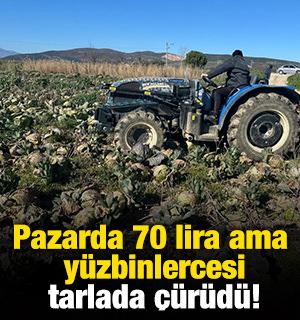 Pazarda 70 lira ama y&uuml;zbinlercesi tarlada &ccedil;&uuml;r&uuml;d&uuml;!
