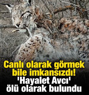 Canlı olarak g&ouml;rmek bile imkansızdı! 'Hayalet Avcı' &ouml;l&uuml; olarak bulundu