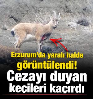 Erzurum'da yaralı halde g&ouml;r&uuml;nt&uuml;lendi! Cezayı duyan ke&ccedil;ileri ka&ccedil;ırdı
