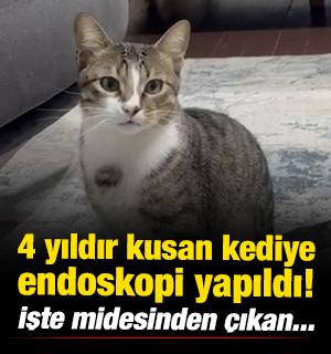 Zonguldak'ta 4 yıldır kusan kediye endoskopi yapıldı! İşte midesinden &ccedil;ıkan...