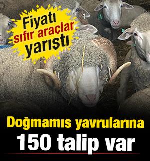 Damızlık ko&ccedil;un fiyatı dudak u&ccedil;uklatmıştı: Doğmamış yavruları i&ccedil;in 150 talip 