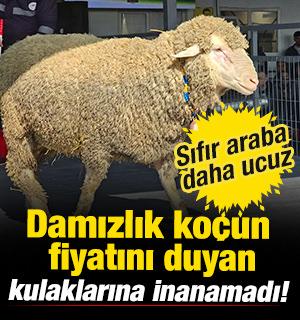 Damızlık ko&ccedil;un fiyatını duyan kulaklarına inanamadı! Sıfır araba daha ucuz 