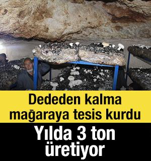 Dededen kalma mağaraya tesis kurdu: Yılda 3 ton &uuml;retiyor