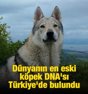D&uuml;nyanın en eski k&ouml;pek DNA'sı T&uuml;rkiye'de bulundu