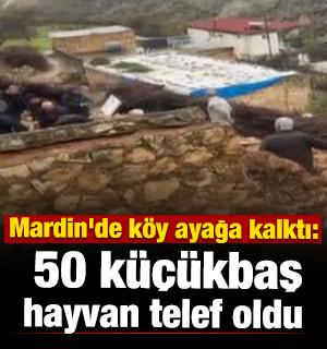 Mardin'de k&ouml;y ayağa kalktı: 50 k&uuml;&ccedil;&uuml;kbaş hayvan telef oldu