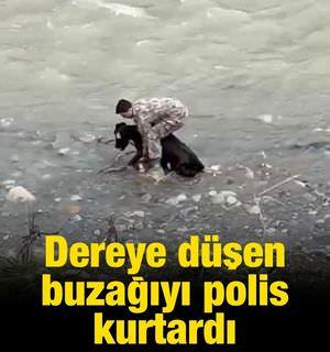 Siirt'te dereye d&uuml;şen buzağı polis tarafından kurtarıldı