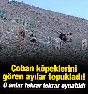 Yer: Hakkari! &Ccedil;oban k&ouml;pekleri ayıları kovaladı: İlgin&ccedil; anlar anbean kamerada