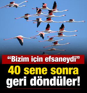 40 yıl sonra geri d&ouml;nd&uuml;ler: Kayseri Tuzla Palas G&ouml;l&uuml; flamingolarla yeniden şenlendi