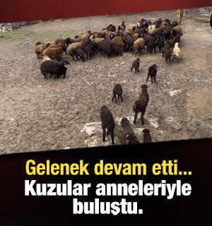 Ağrı'da kuzuların anneleri ile buluşması renkli anlara sahne oldu 
