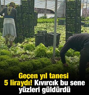 Ge&ccedil;en yıl tanesi 5 liraydı! Kıvırcık bu sene y&uuml;zleri g&uuml;ld&uuml;rd&uuml;